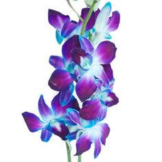 purple and blue orchids in a vase on a white background with the word love written below it