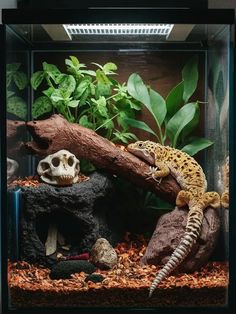 a gecko is sitting on top of a tree branch in an aquarium filled with plants and rocks