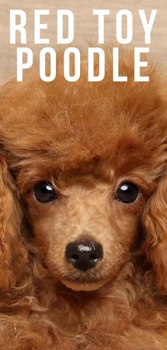 a red toy poodle looking at the camera with its head tilted to the side