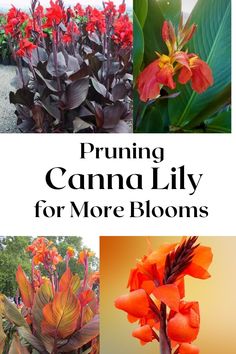 various flowers and plants with the words pruning canna lily for more blooms