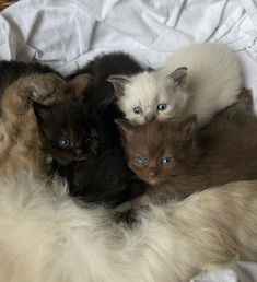 four kittens are laying together in a basket