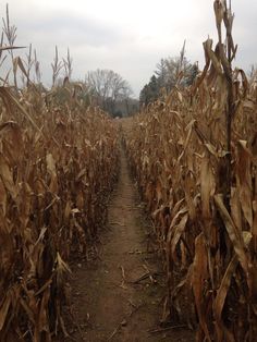 a dirt path between two rows of dead corn stalks