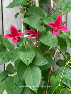 pink flowers with green leaves in front of a white picket fence and wooden planks