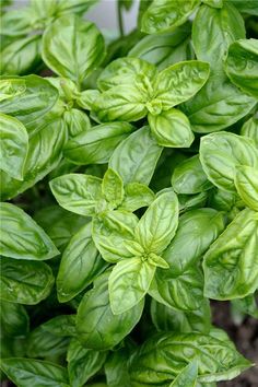 some green leaves that are growing in the dirt