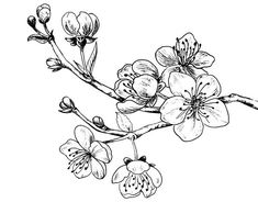 an ink drawing of flowers on a branch