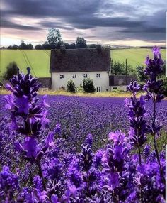 purple flowers in front of a white house and green field with trees on the other side