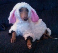 a dog dressed up like a bunny sitting on top of a couch with its head turned to the side