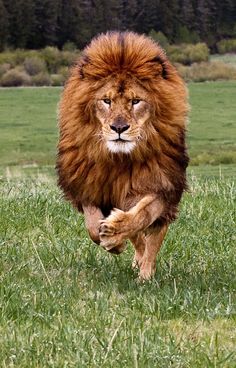 a large brown lion running across a lush green field