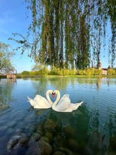 two white swans floating on top of a lake