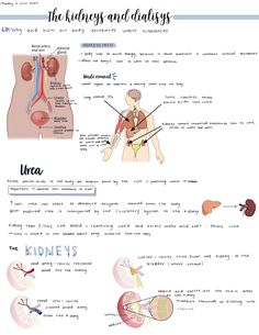 the human body and its organs are labeled in this diagram, with text describing what it's like to be