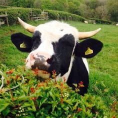 a black and white cow laying in the grass with its tongue out looking at the camera