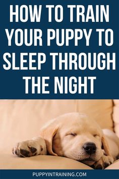 a puppy sleeping on top of a couch with the words how to train your puppy to sleep through the night