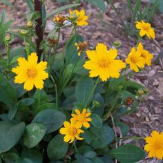 some yellow flowers are growing in the dirt