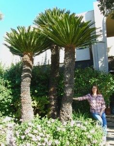 a woman standing next to two palm trees in front of a building with bushes and flowers