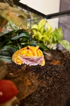 a small yellow frog sitting on top of dirt next to plants and flowers in a glass case