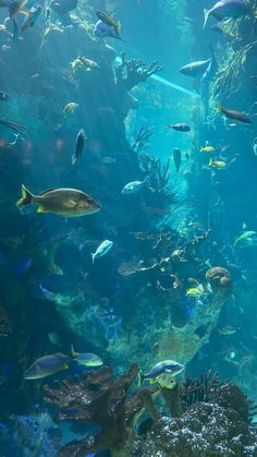 a large aquarium filled with lots of fish