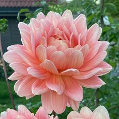 pink flowers are blooming in the garden