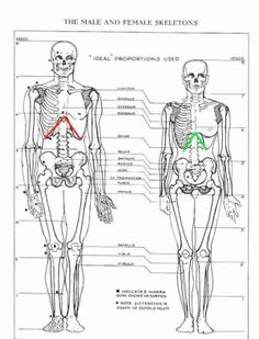 the male and female skeletons are labeled in red, green, and black lines on a white background