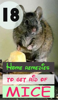 18 Home Remedies to Get Rid of Mice Natural Mice Repellant How To Get Rid, Repel Mice In Home, How To Get Rid Of Mice Naturally, Get Rid Of Mice In House Fast, How To Get Rid Of Mice In The House Fast, Mice In House, Home Remedies For Mice, Natural Way To Get Rid Of Mice, Home Remedy To Get Rid Of Mice