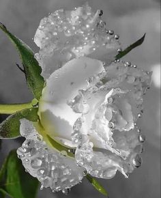 a white flower with water droplets on it