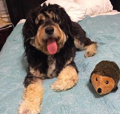 a dog laying on top of a bed next to a stuffed animal hedgehog toy