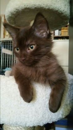 Top Brown Cat Breeds Overviewed: A Complete Guide | Cat Lover, Funny Cats, Pet Cat Care Tips & Facts, Cat Behavior & Signs, Cat Training | Oriental Shorthair Cat, Manx Cat, Persian, Devon Rex, York Chocolate Cat All Brown Cat, Dark Brown Bunny, Chocolate Kitten, Chocolate Cats