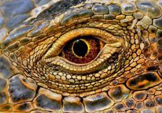 the eye of an iguana