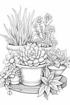 a drawing of succulents and plants in pots