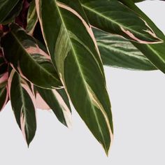 a close up view of some green leaves on a plant with pink and white stripes