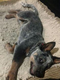 a dog laying on its back in the dirt