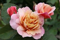 two pink roses with green leaves in the foreground and on the right, there is an orange rose