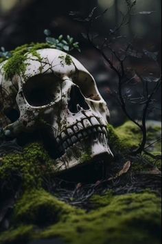 a skull with moss growing on it in the woods