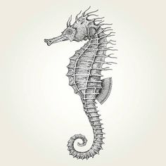 a black and white drawing of a seahorse on a light background with the caption's name below it