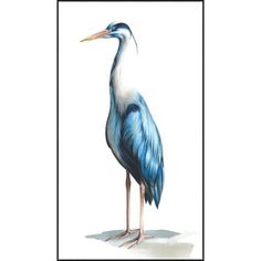 a blue and white bird is standing on the ground in front of a white background