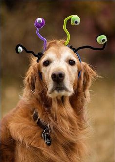 a dog with some strange hair clips on its head