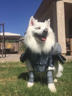 the dog is dressed up in armor and ready to go for battle with his master