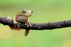 a tree frog sitting on a branch