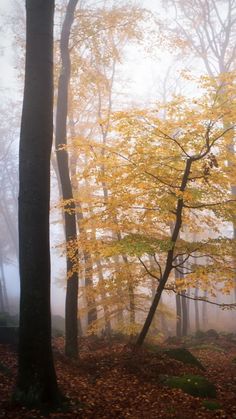 a foggy forest filled with lots of trees and leaves on top of it's branches