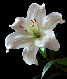 a white lily with green leaves on a black background in the dark, closeup