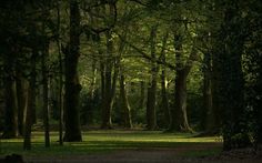 the sun is shining through the trees in the park