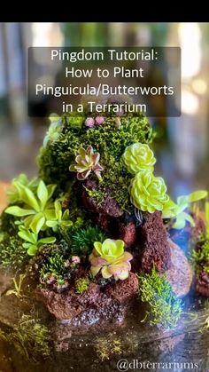 a close up of a potted plant on top of a table with text overlay