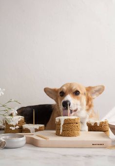 a corgi dog sticks its tongue out as it sits in front of some cookies