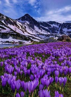 purple flowers are blooming in the mountains