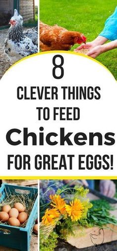 chickens and eggs with the words 8 clever things to feed them