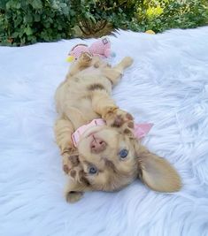 a puppy laying on its back with a pink bow around it's neck and eyes