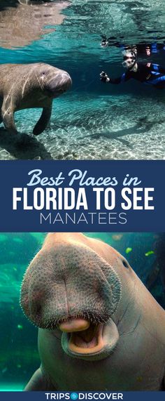 two pictures with the words best places in florida to see manatees on them