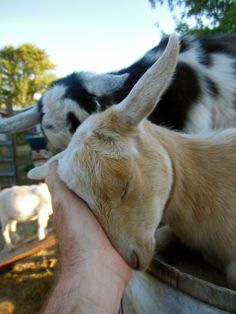 a man is petting a goat in a bucket with other goats behind him and another animal looking at the camera