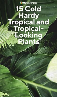 some green leaves and plants with the words 15 cold hard tropical and tropical looking plants