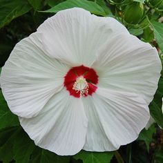 a large white flower with red center surrounded by green leaves