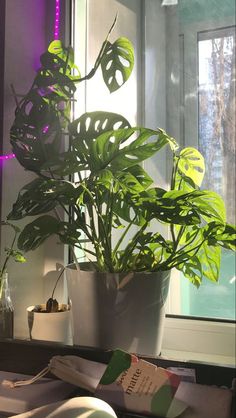 a potted plant sitting on top of a table next to a window sill